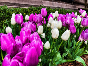 0251 Purple Pathway