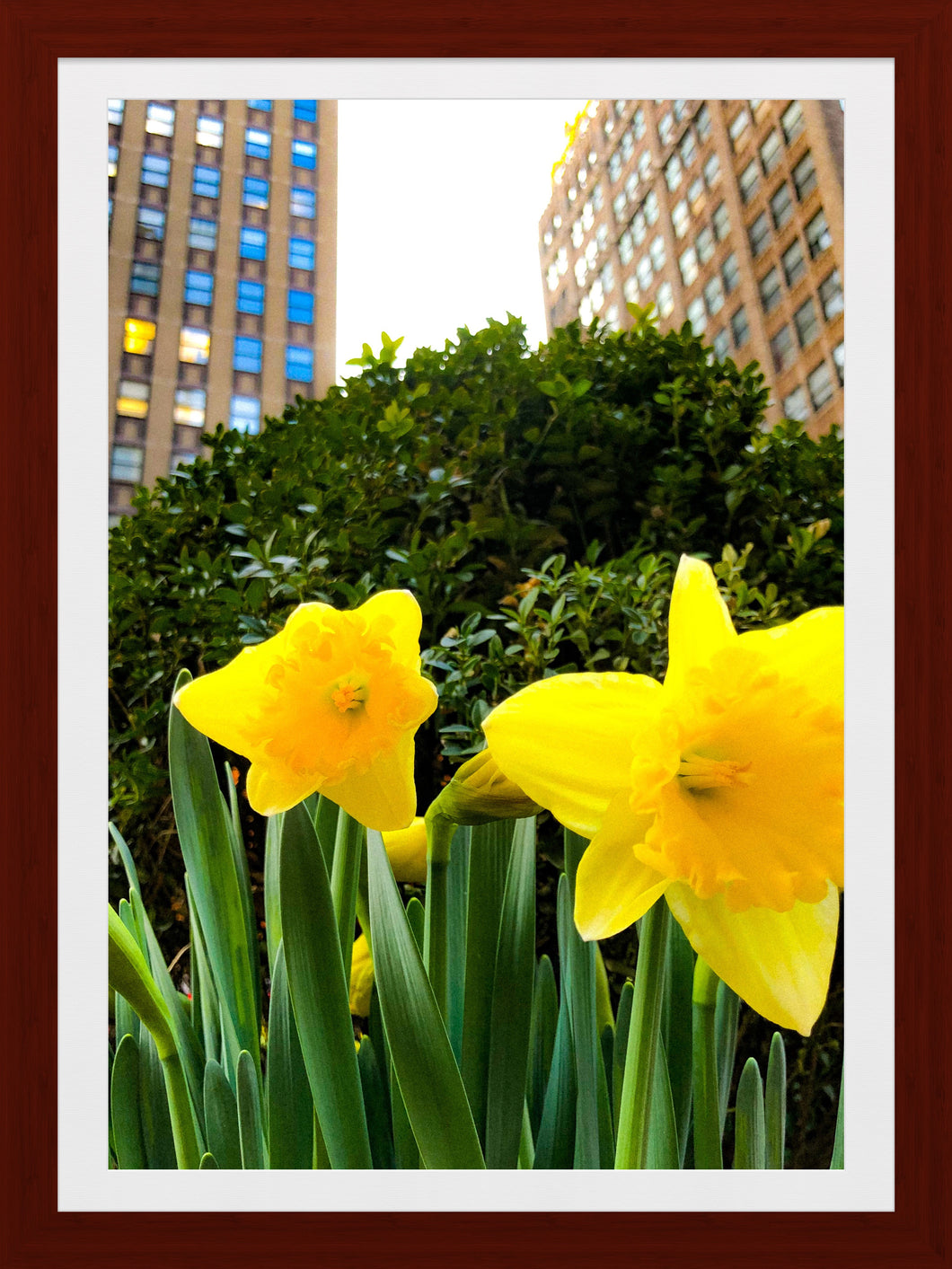 0240 Daffodils In The City