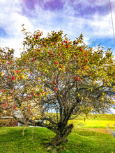 Load image into Gallery viewer, 0442 Apple Tree