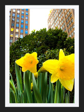 Load image into Gallery viewer, 0240 Daffodils In The City