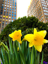 Load image into Gallery viewer, 0240 Daffodils In The City