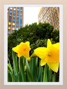 0240 Daffodils In The City