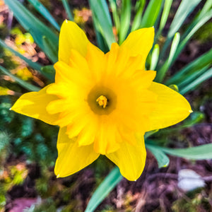 0573 Daffodil