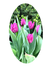 Load image into Gallery viewer, 0036 Purple Tulips