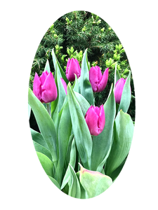 0036 Purple Tulips