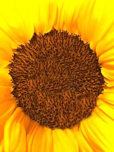 0419 Sunflower