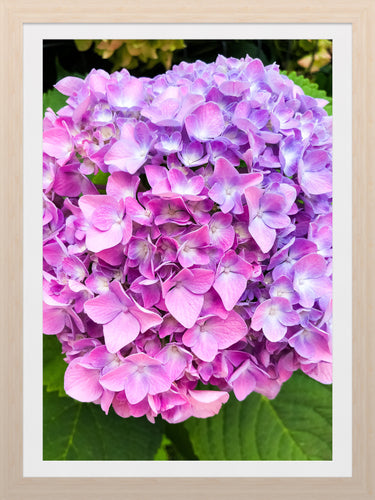 0535 Pink Hydrangea