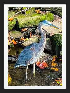 0606 Great Blue Heron