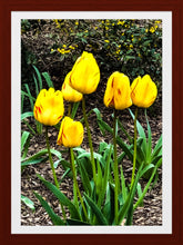 Load image into Gallery viewer, 0493 Yellow and Red Tulips