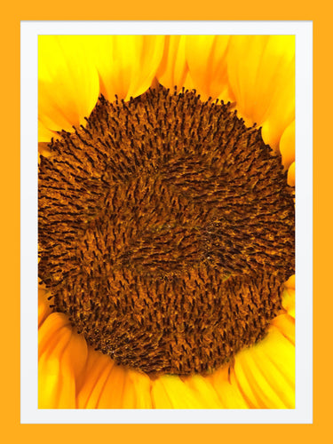 0419 Sunflower