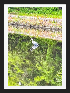 0585 Great Blue Heron