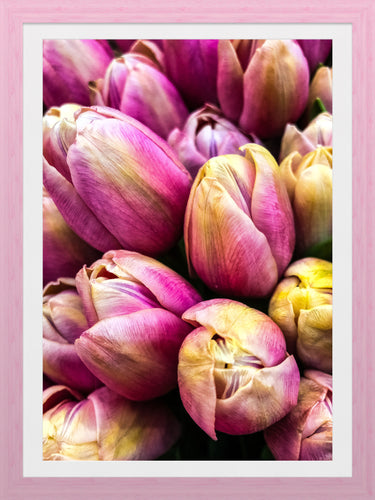 0466 Pink Tulips