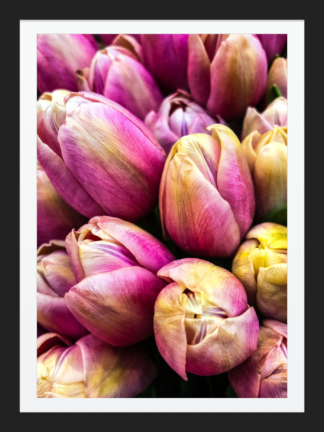0466 Pink Tulips