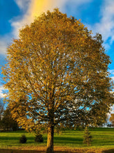 Load image into Gallery viewer, 0383 Maple Tree