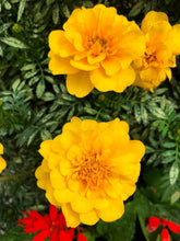 Load image into Gallery viewer, 0422 Summer Blooms