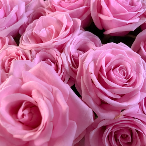 0453 Stunning Pink Roses