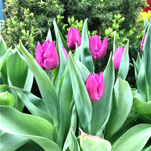 Load image into Gallery viewer, 0036 Purple Tulips