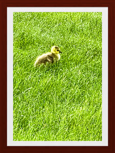 0581 Baby Gosling