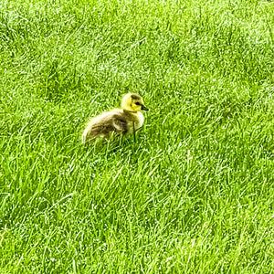 0581 Baby Gosling