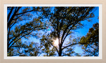 Load image into Gallery viewer, 0499 Trees In The Sun