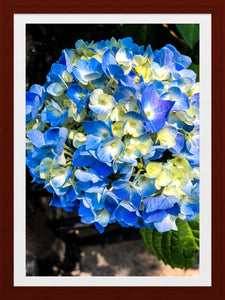 0513 Blue Hydrangea