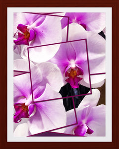 0291 Orchid Collage