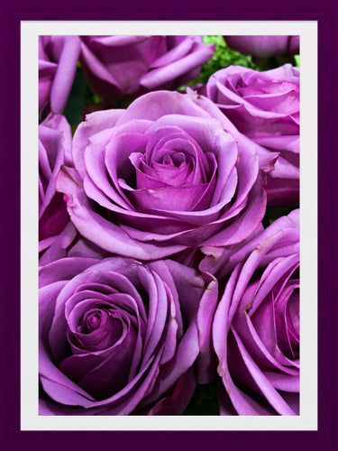 0224 Purple Roses