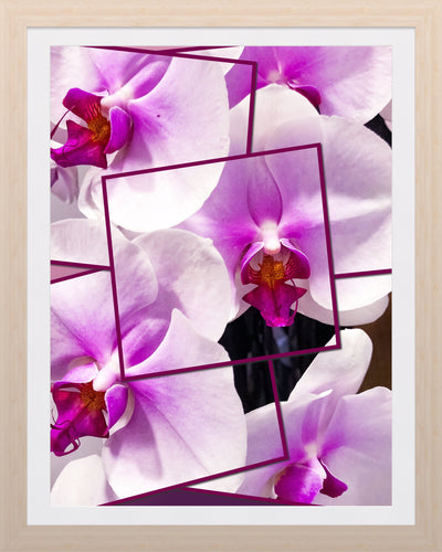 0291 Orchid Collage