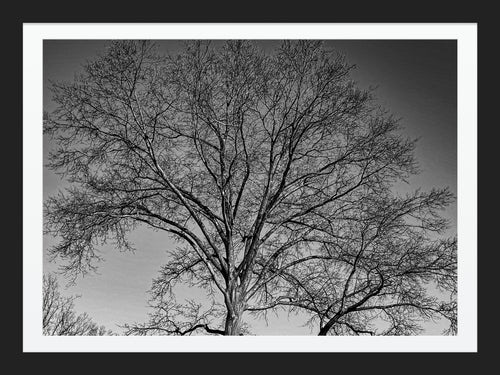 0626 Bare Tree