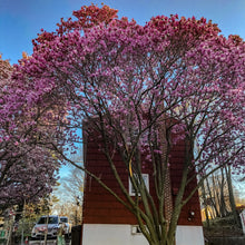 Load image into Gallery viewer, 0494 Blooming In Pink