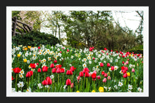 Load image into Gallery viewer, 0598 Bed of Tulips