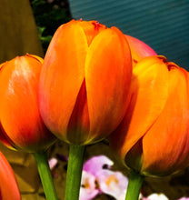 Load image into Gallery viewer, 0401 Orange Tulips