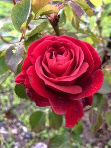 0311 Single Red Rose