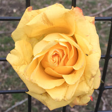 Load image into Gallery viewer, 0011 Yellow Rose