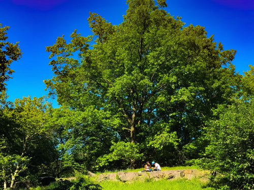 0305 Picnic For Two