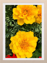 Load image into Gallery viewer, 0422 Summer Blooms