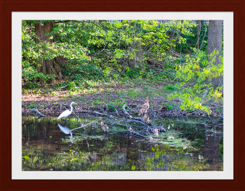 0500 Lone Egret