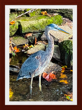 Load image into Gallery viewer, 0606 Great Blue Heron