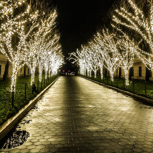 0479 Lit Tree Path