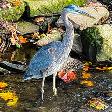 Load image into Gallery viewer, 0606 Great Blue Heron