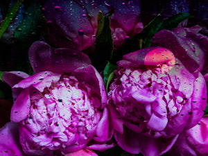 0290 Abstract Peonies