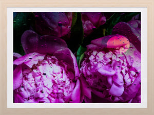 0290 Abstract Peonies