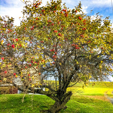 Load image into Gallery viewer, 0442 Apple Tree