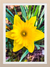 Load image into Gallery viewer, 0573 Daffodil