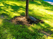 Load image into Gallery viewer, 0396 Snapping Turtle