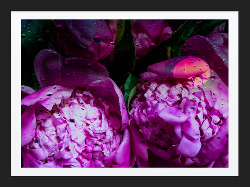 0290 Abstract Peonies