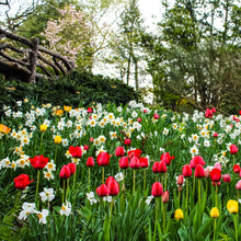 Load image into Gallery viewer, 0598 Bed of Tulips