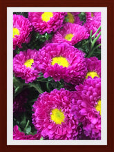 Load image into Gallery viewer, 0056 Beautiful Dhalias