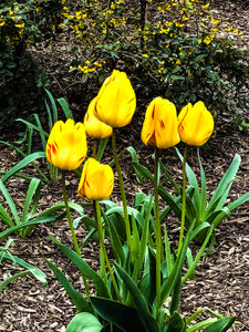 0493 Yellow and Red Tulips