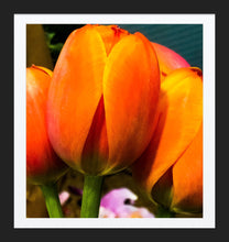 Load image into Gallery viewer, 0401 Orange Tulips